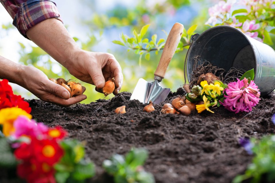 Green thumb