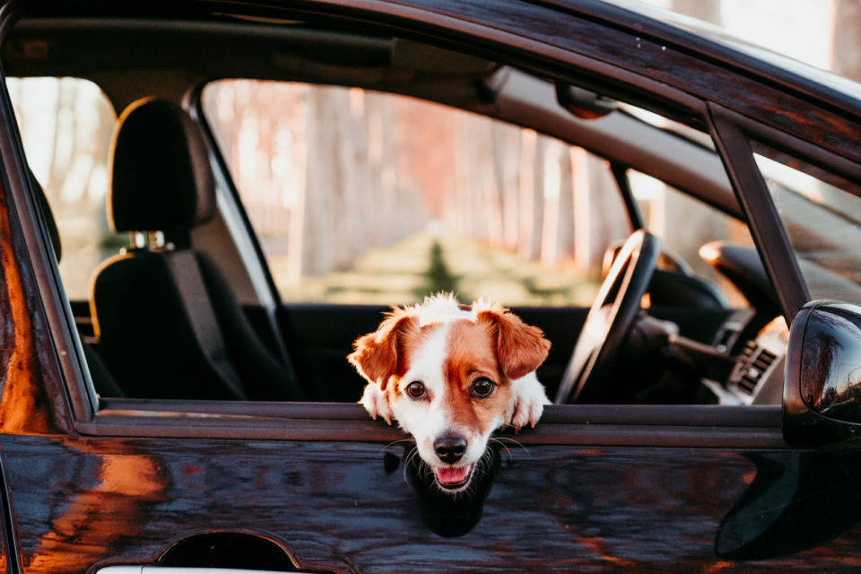 portrait of cute jack russell dog in a car at sunset.