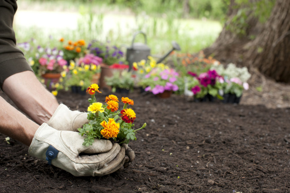 Man planting flowers in his garden