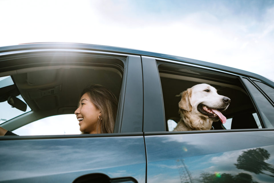 Young Woman Drives Car With Dog in Back Seat