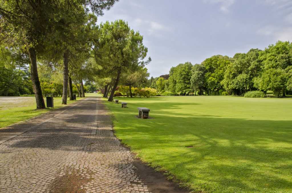 Green lawn with trees in park