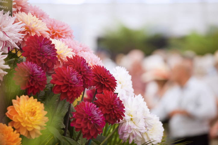 At the Flower Show