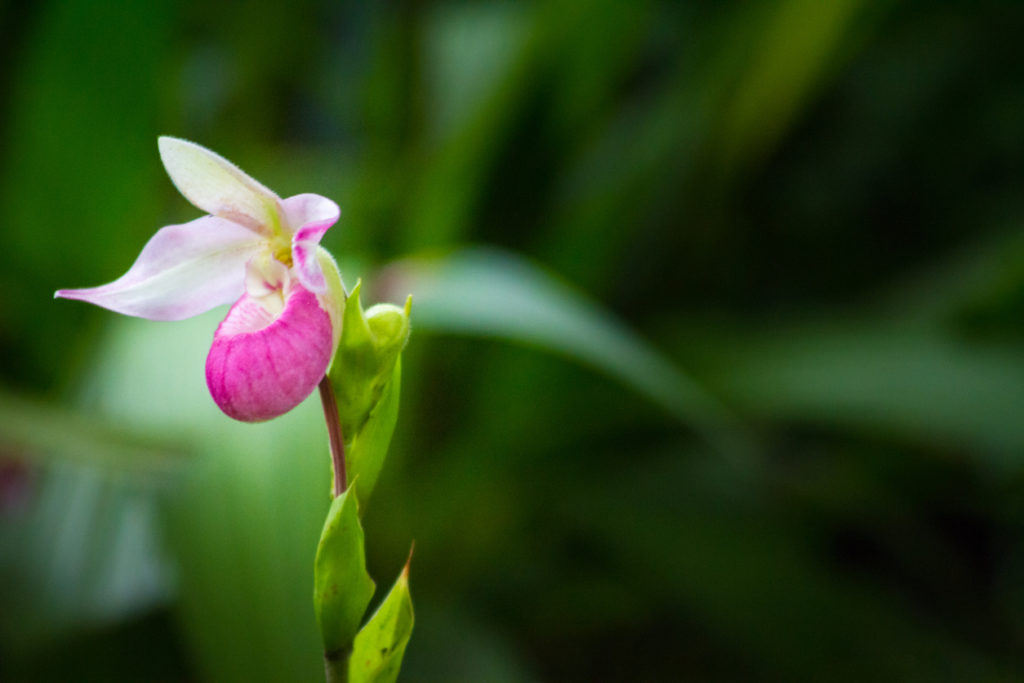 Ladys Slipper Orchid In Tropical Forest
