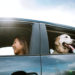 Tips For Road Tripping With Fido
