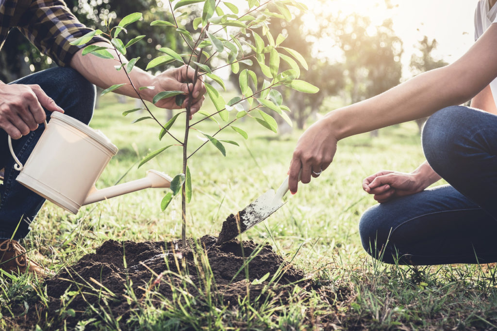Young couple planting a tree